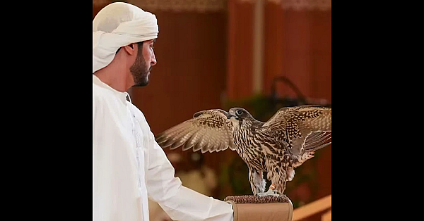 Pure gyrfalcon sells for Dh255,000