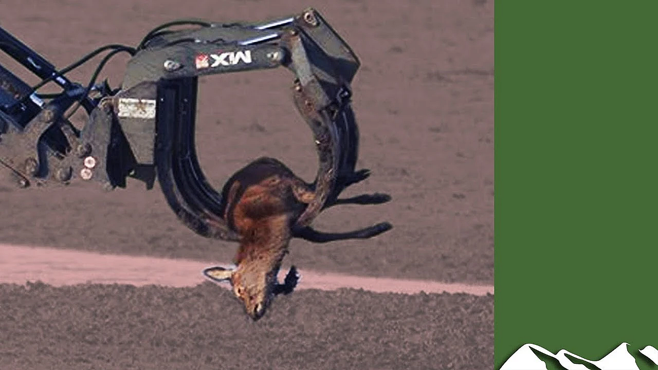 De Oostvaardersplassen bekeken vanuit Brits perspectief