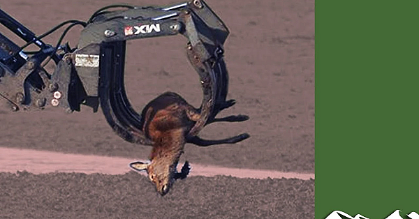 De Oostvaardersplassen bekeken vanuit Brits perspectief