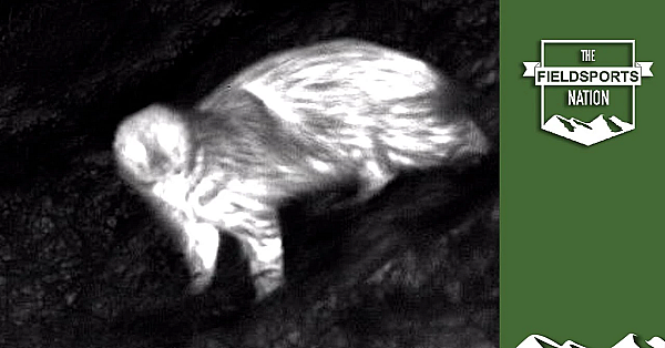 Pulsar Is Game-changer For Wildlife Identification, Says Scientist