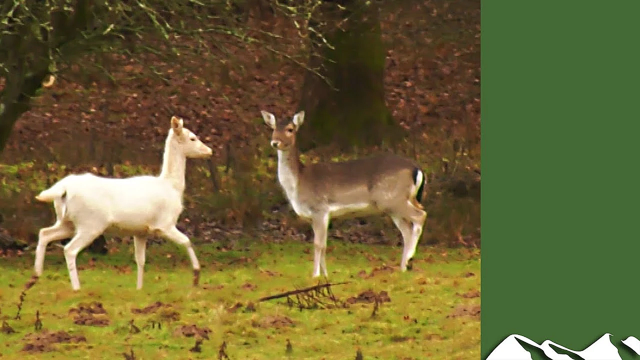 Deer Reaction To Being Shot