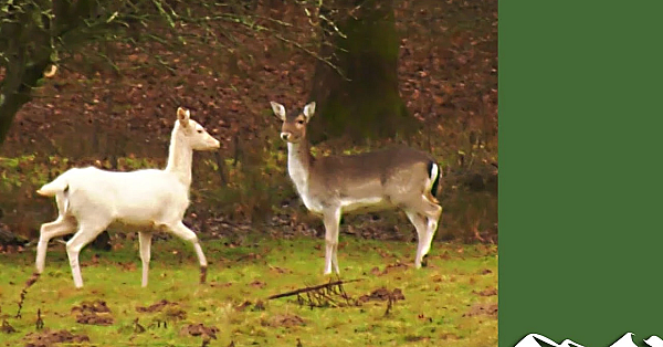 Deer Reaction To Being Shot