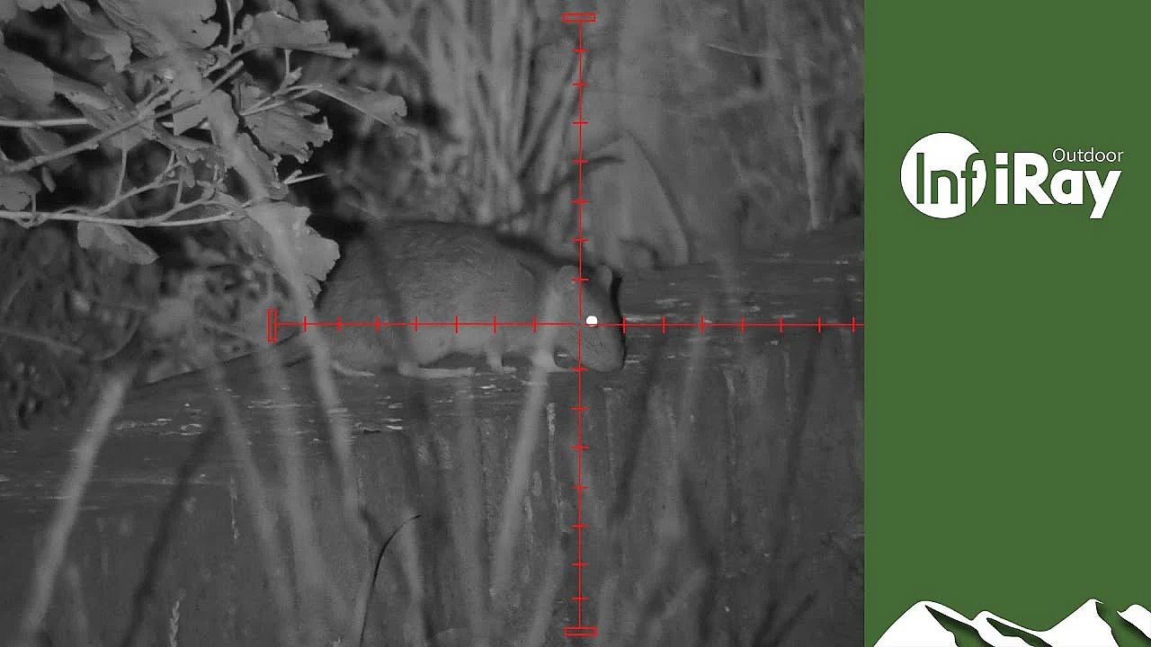 Mr Grumpy Goes Ratting