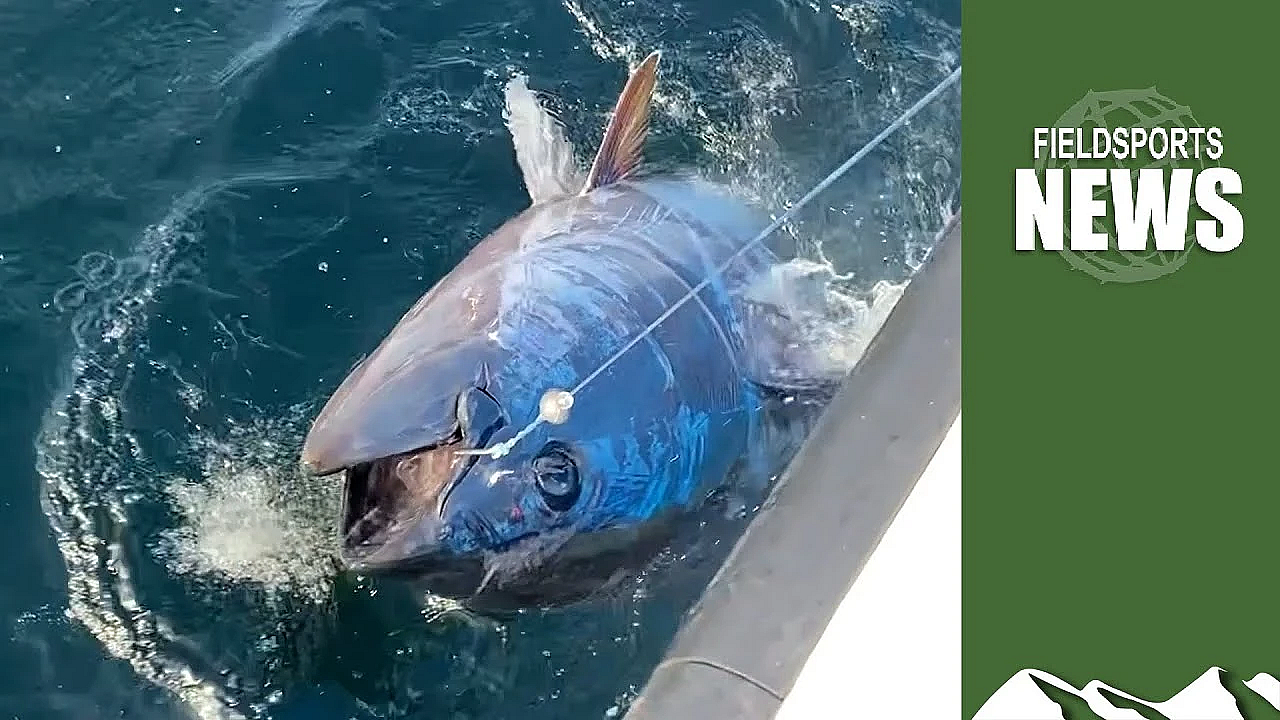 Uk Government Plans Tuna Sportfishing Ban