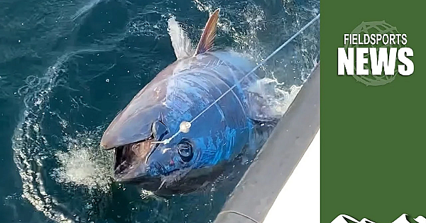 Uk Government Plans Tuna Sportfishing Ban