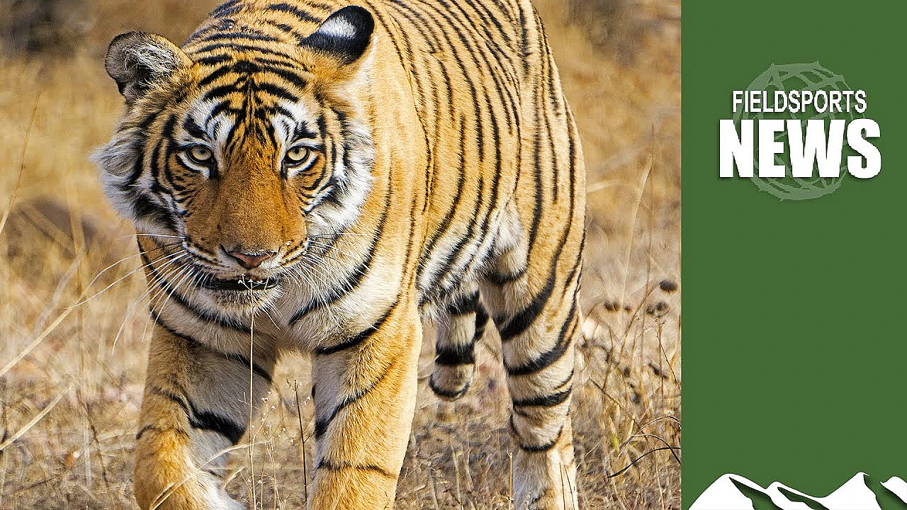 India Is Talking About Tiger Hunting