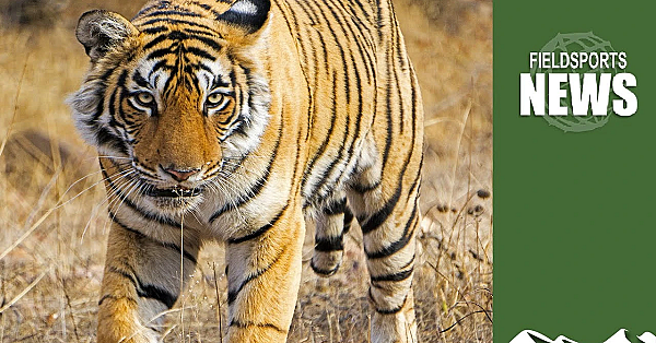 India Is Talking About Tiger Hunting