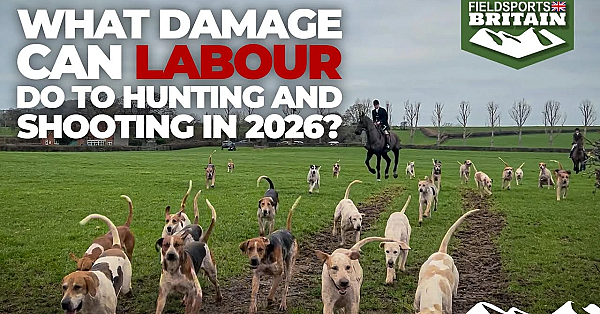 What Damage Can Labour Do To Hunting And Shooting In 2026?