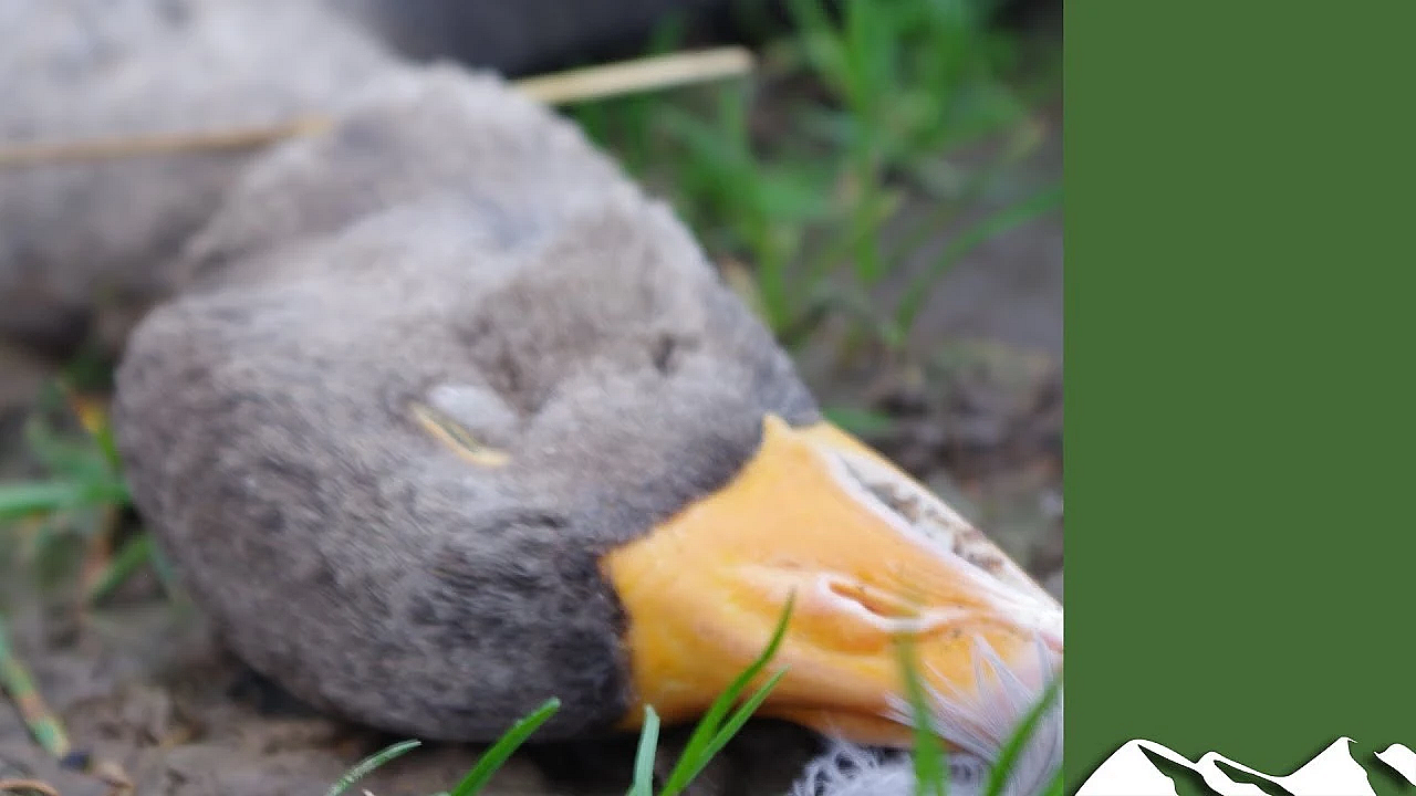 How To Breast A Goose