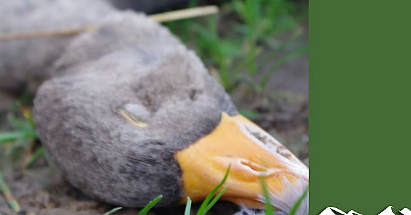 How To Breast A Goose