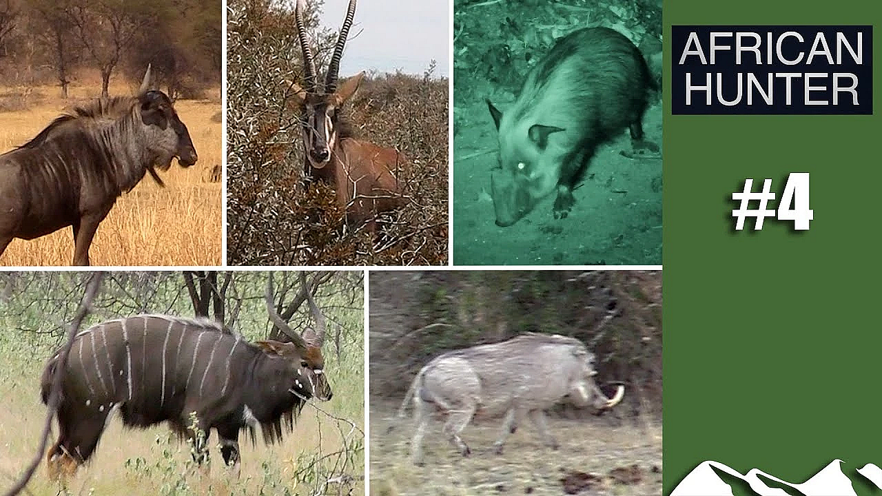 Plainsgame Five: Nyala, Wildebeest, Sable, Warthog And Bushpig - African Hunter, Episode 4