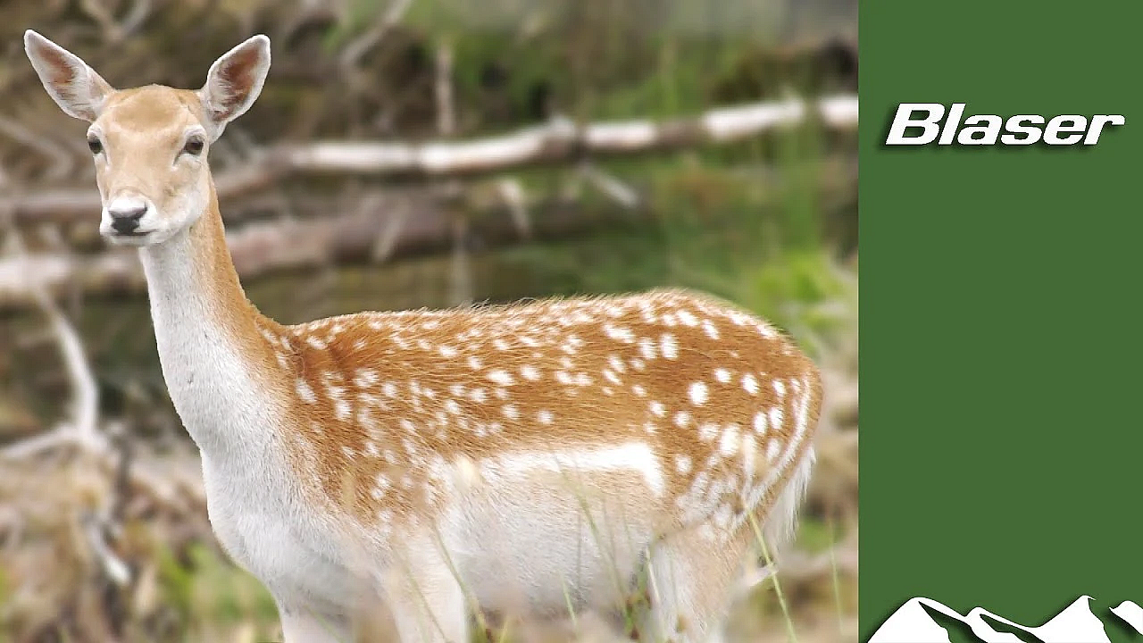 Fallow Deer - Aliens &amp; Natives Part 2