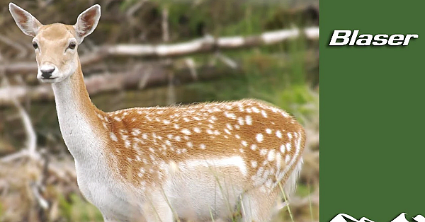 Fallow Deer - Aliens &amp; Natives Part 2