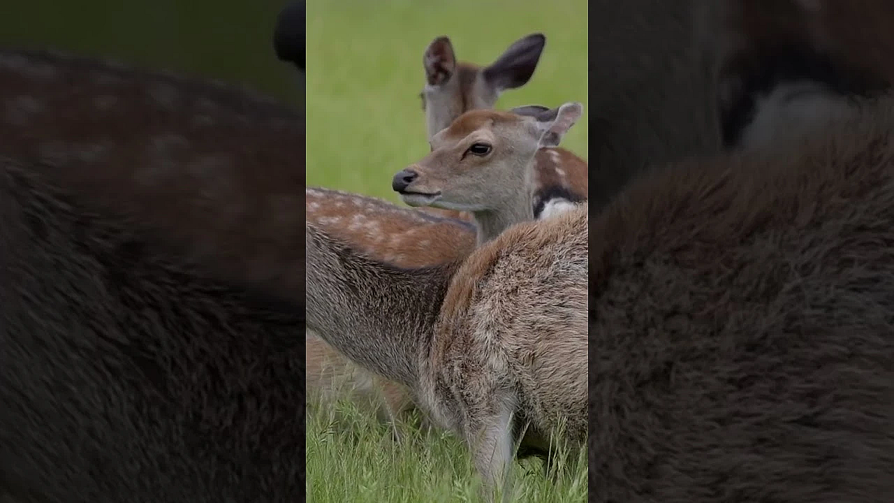 The Magic Of Sika  #fieldsportsbritain