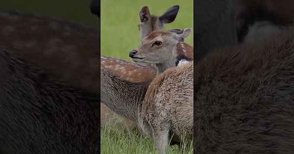 The Magic Of Sika  #fieldsportsbritain