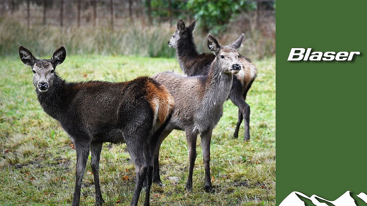 Red Deer In The Year Of The Pandemic