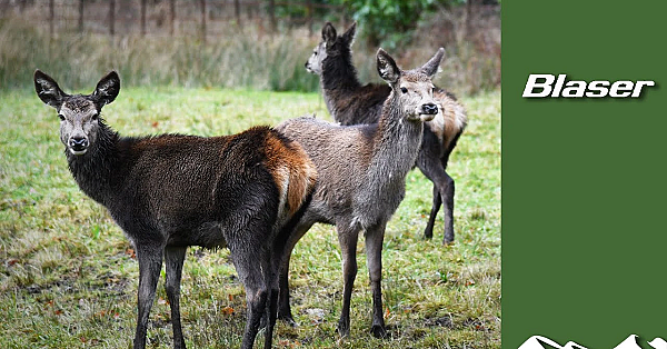 Red Deer In The Year Of The Pandemic