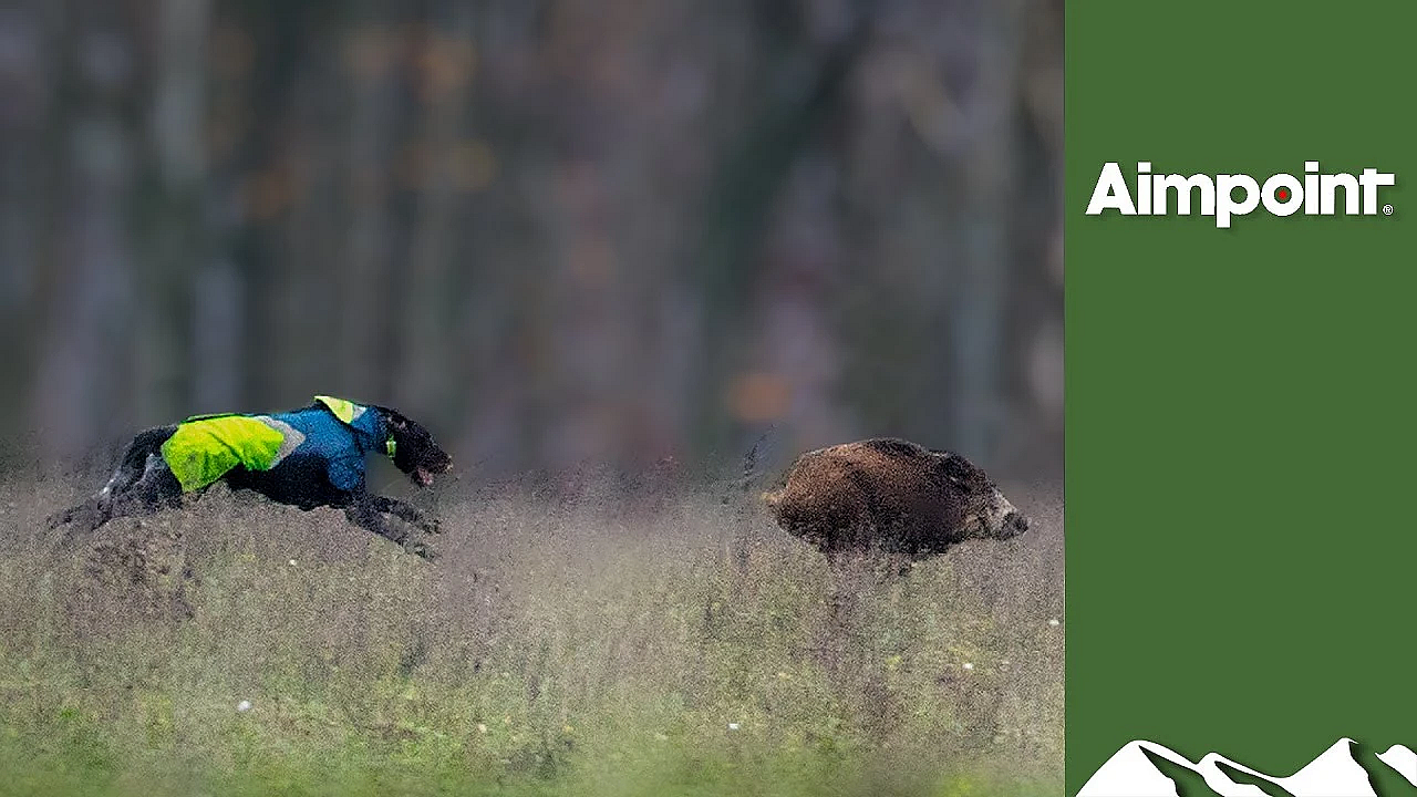 Hunting High-speed Boar