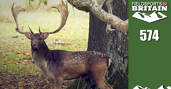 Fieldsports Britain - Fallow Deer Mass Gathering