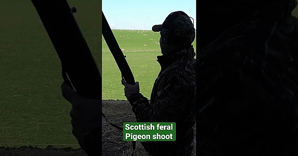 Elliot Roberts Has A New Permission On A Farmyard In The North Of Scotland #fieldsportsbritain