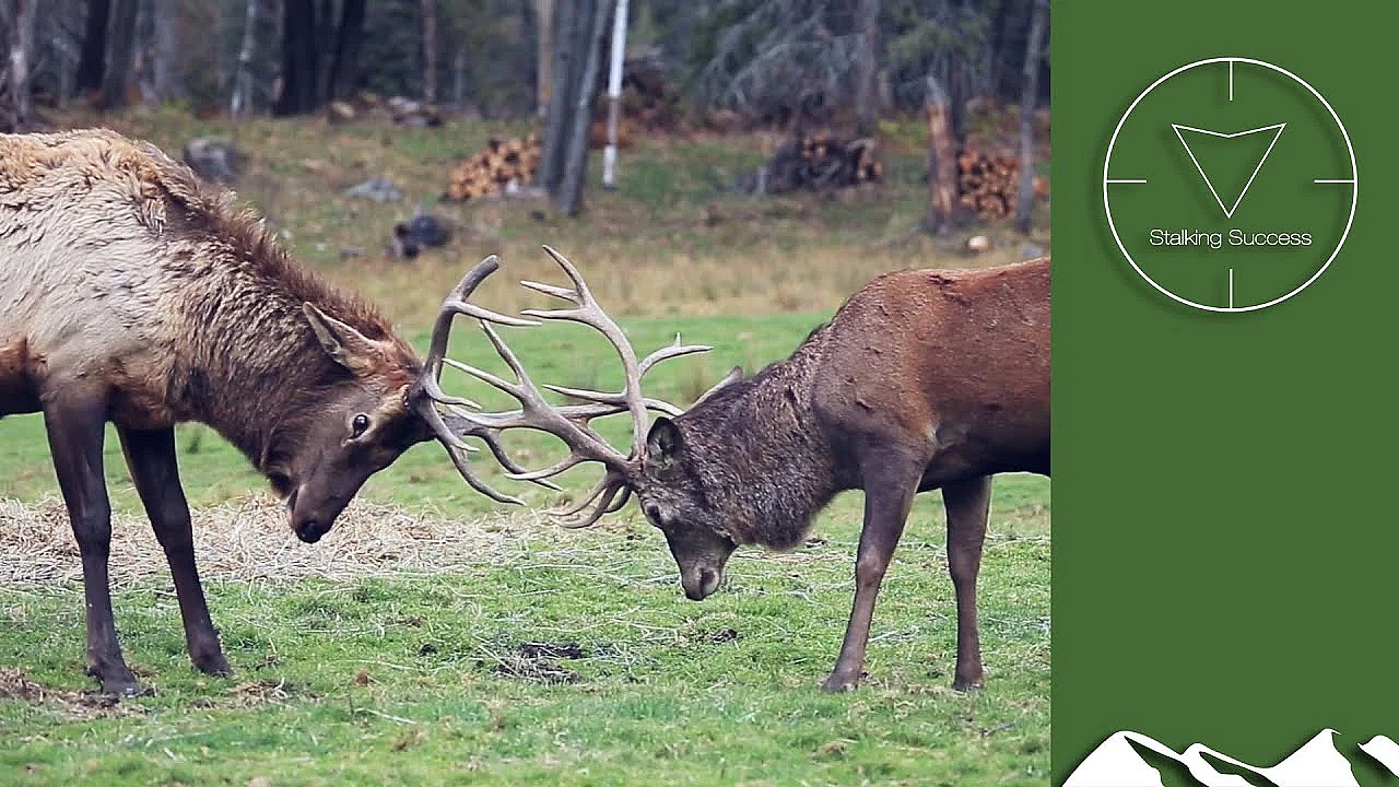 Roaring Irish Red Stag Hunt With A Rifle