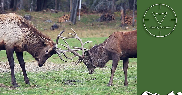Roaring Irish Red Stag Hunt With A Rifle