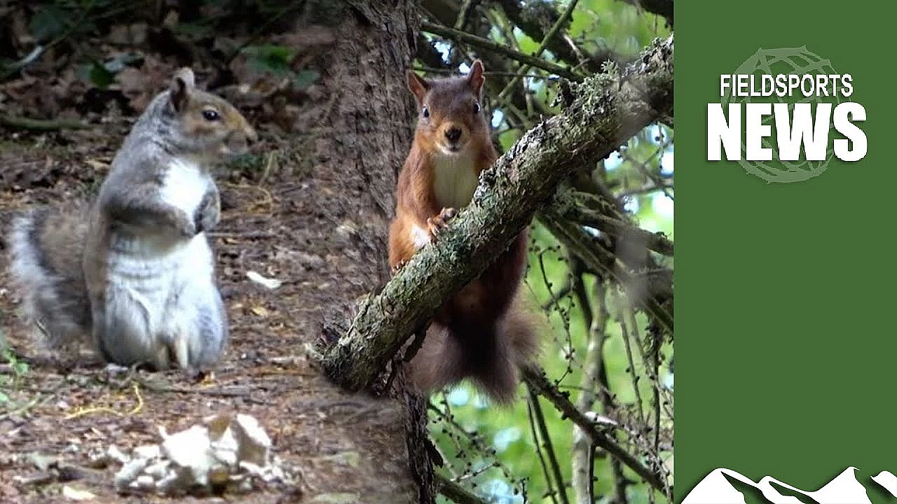 How Killing Invasive Grey Squirrels Boosts Threatened Reds