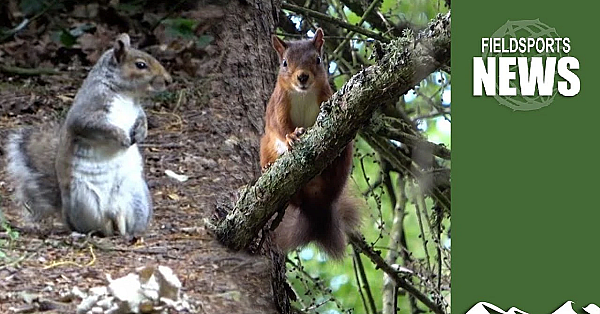 How Killing Invasive Grey Squirrels Boosts Threatened Reds