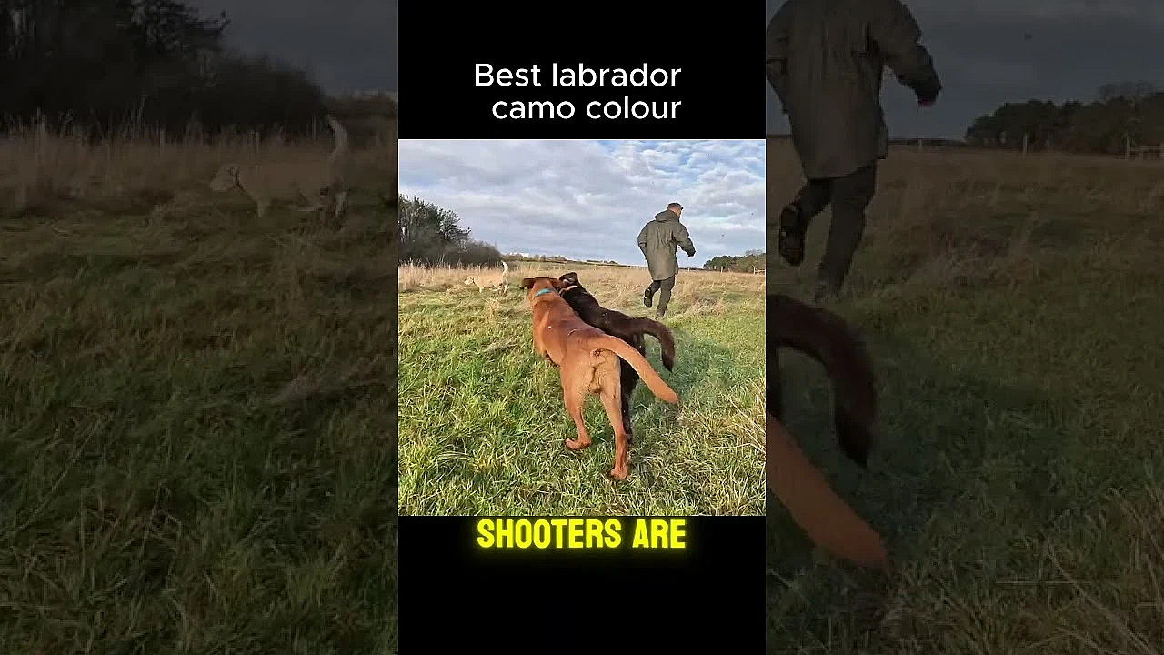 What Is The Best Labrador Colour For Hunting? #gundogs