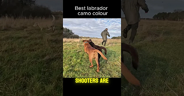 What Is The Best Labrador Colour For Hunting? #gundogs