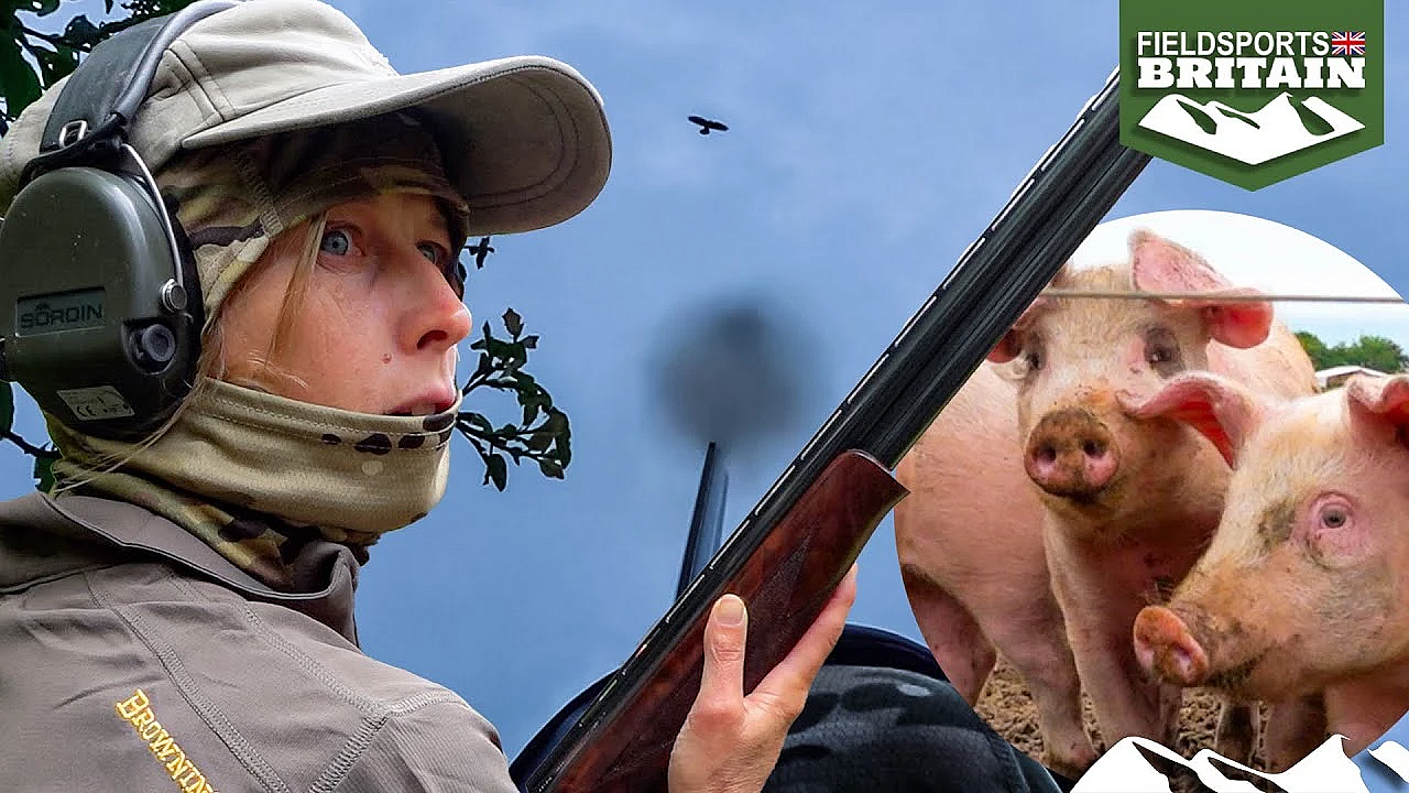 Pig Farm Corvid Epidemic