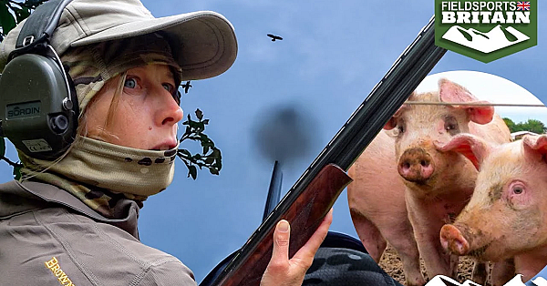 Pig Farm Corvid Epidemic