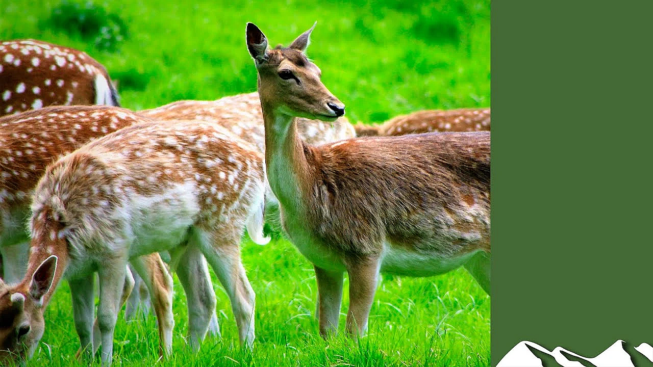 Stalking Elusive Bucks