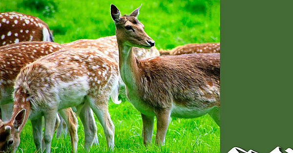 Stalking Elusive Bucks