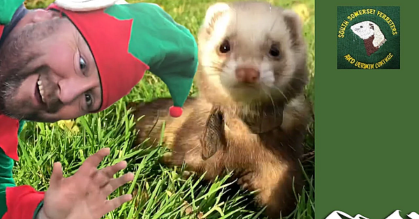 South Somerset Ferreters' 2019 Season