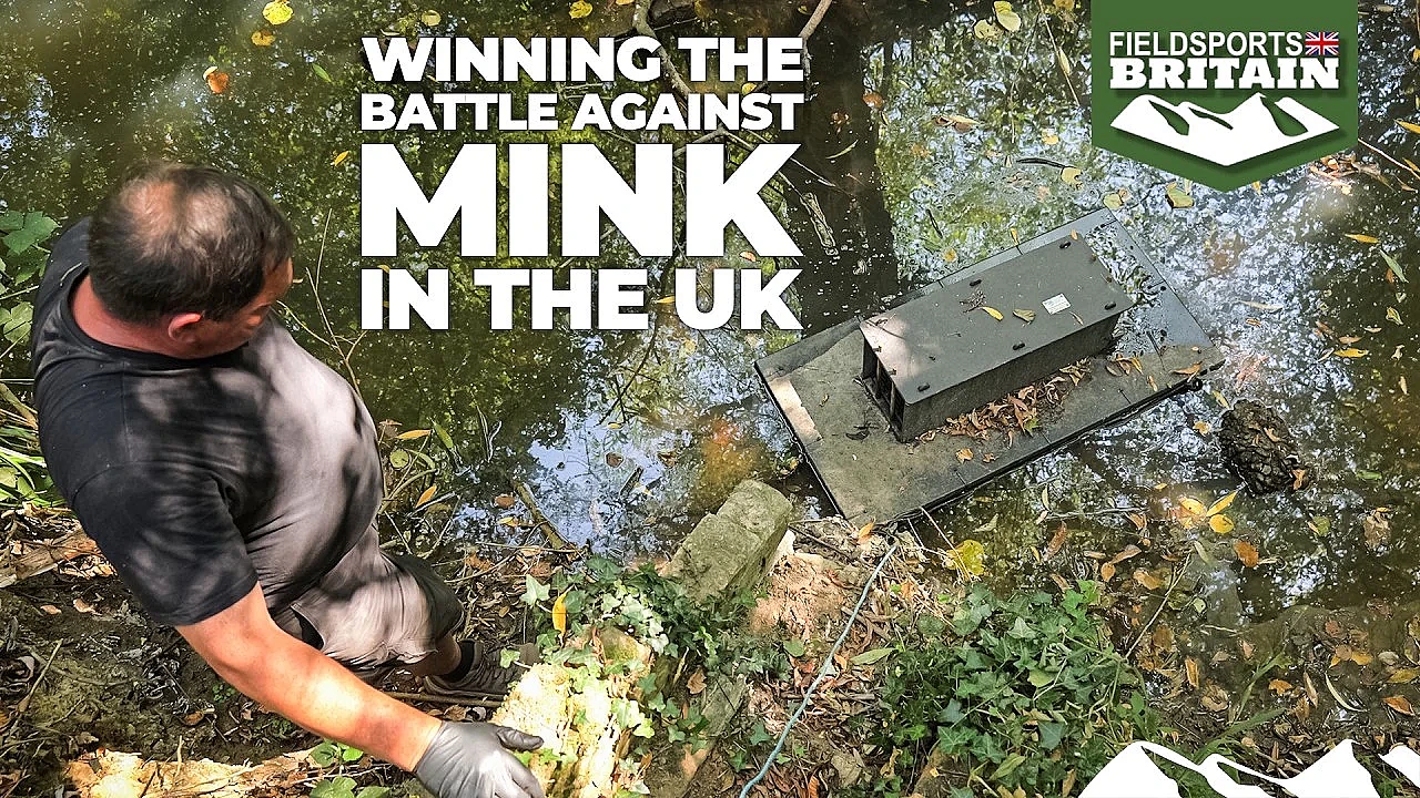 Winning the battle against mink in the UK