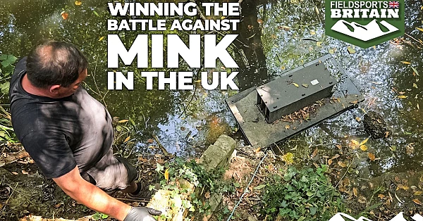 Winning the battle against mink in the UK
