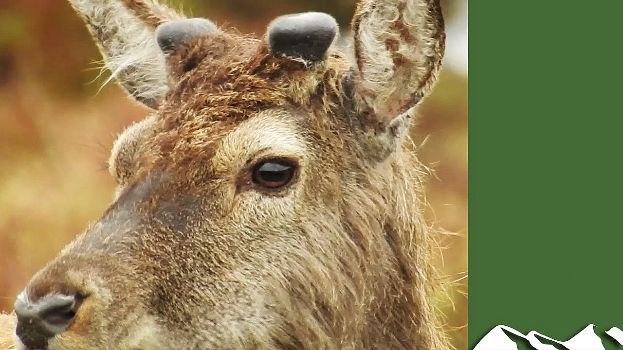 Summer Deer Management - A Year In The Life Of Highland Sport Part 2