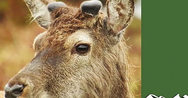 Summer Deer Management - A Year In The Life Of Highland Sport Part 2