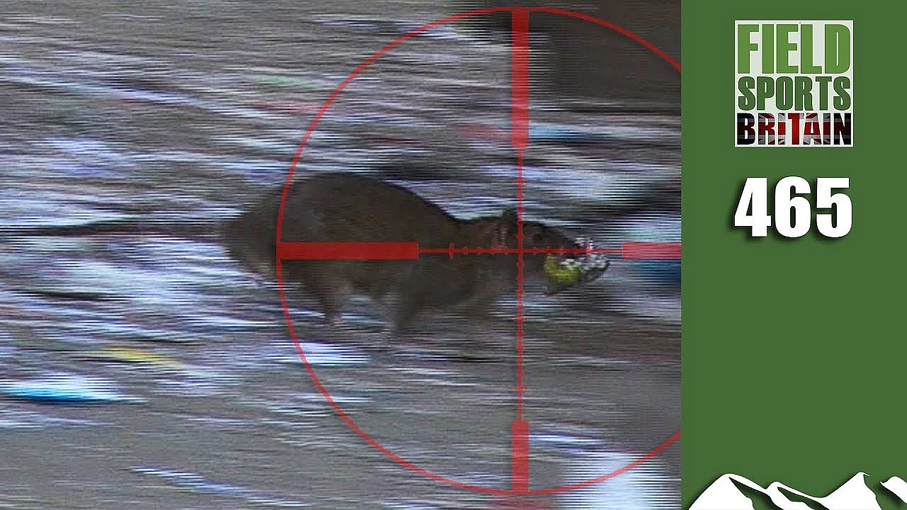 Fieldsports Britain - Hectic Daytime Rat Hunt