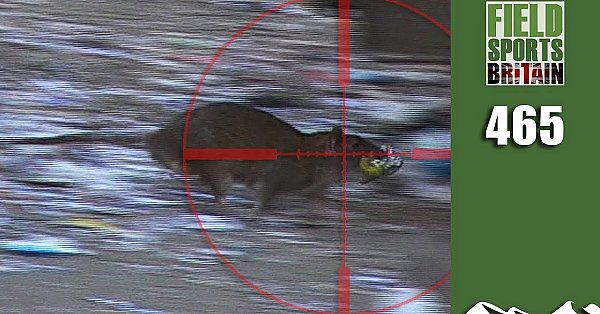 Fieldsports Britain - Hectic Daytime Rat Hunt
