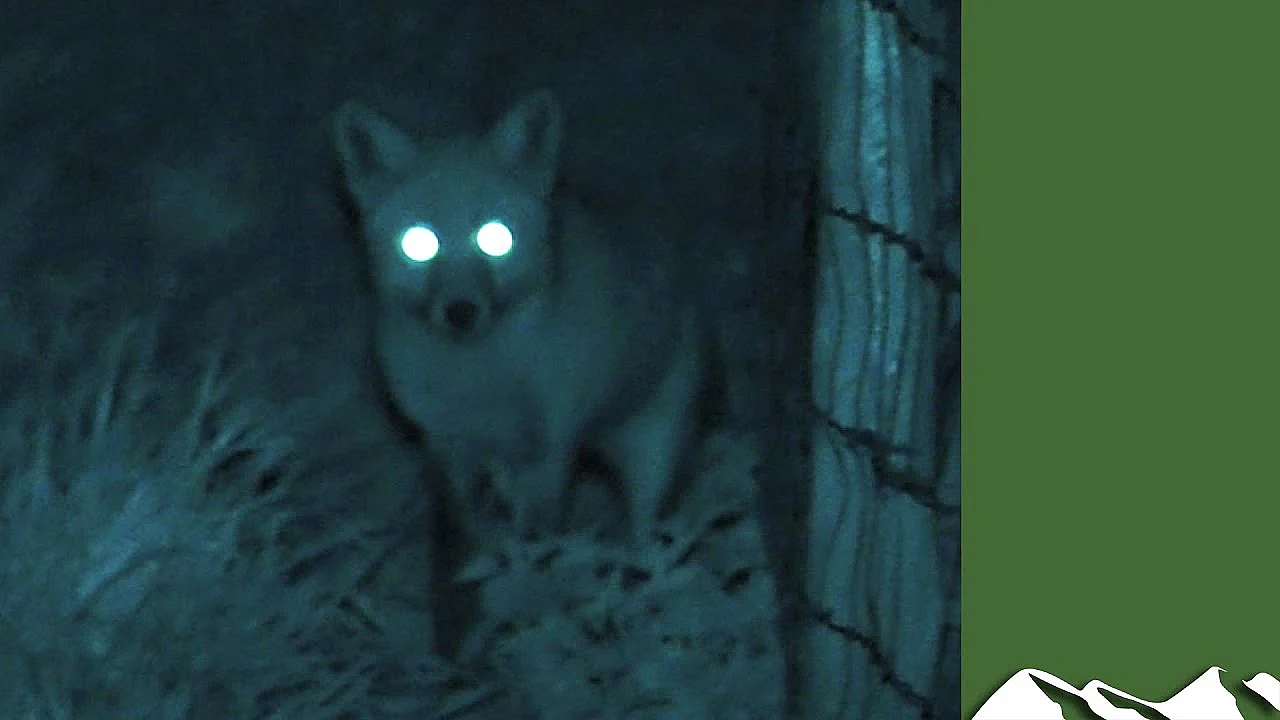 Roy's Thermal Foxshoot