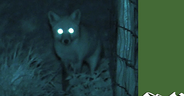 Roy's Thermal Foxshoot