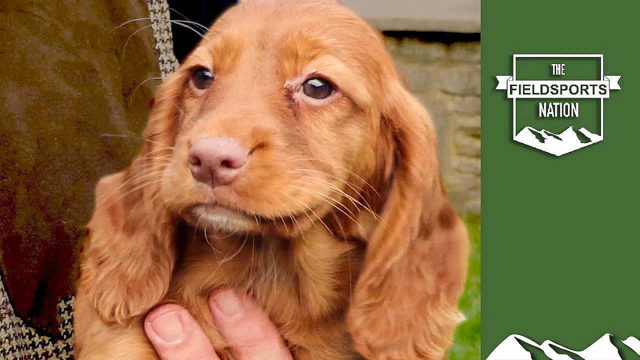 How To Choose A Working Cocker Spaniel Puppy