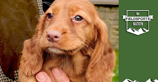 How To Choose A Working Cocker Spaniel Puppy
