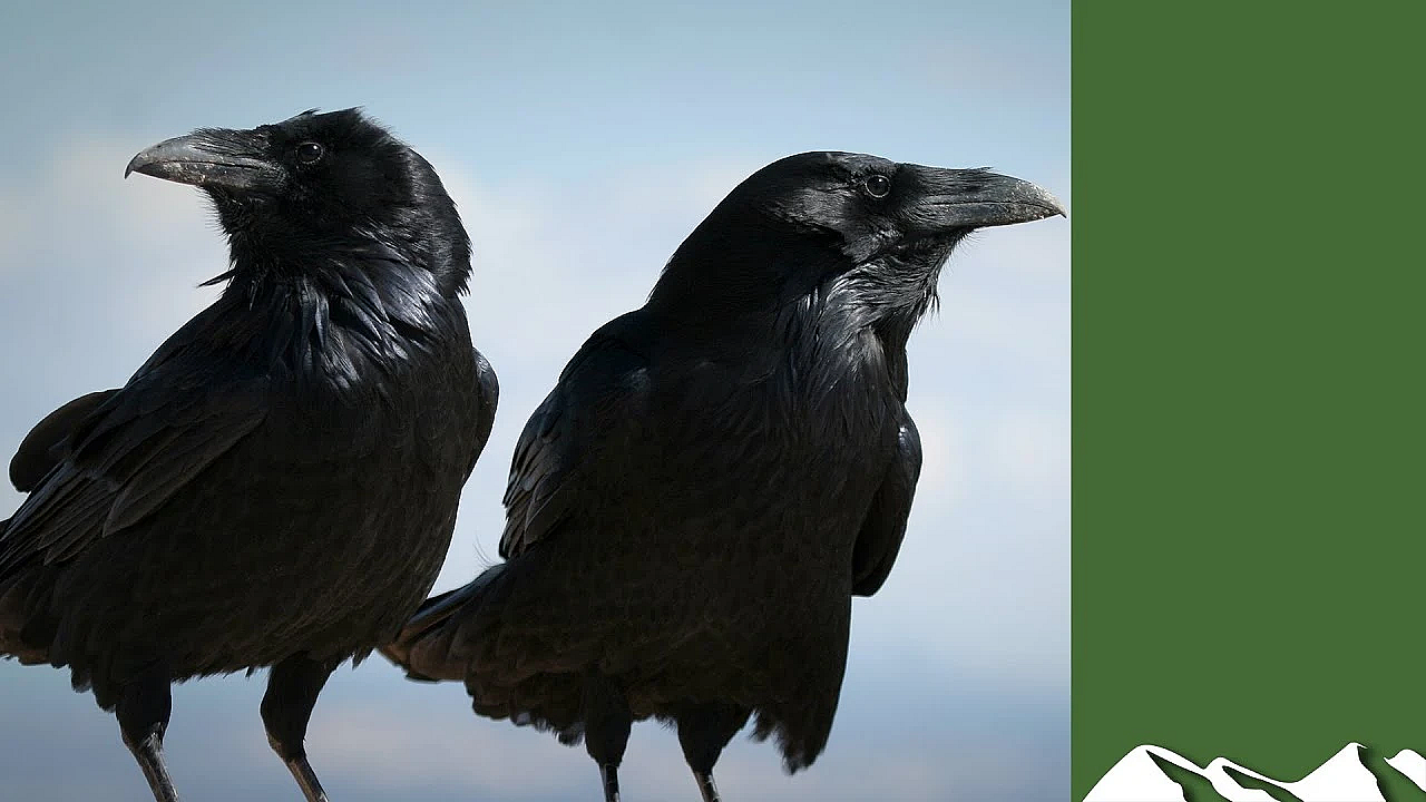 Ravens And Badgers Kill 100 Lambs