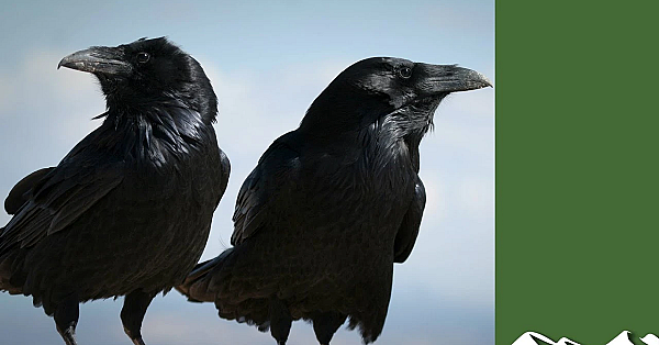 Ravens And Badgers Kill 100 Lambs