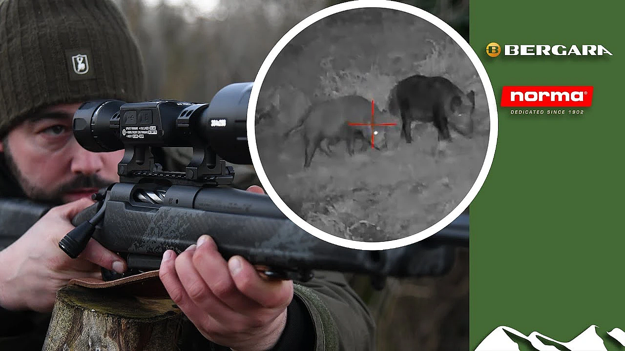 Hunting British Wild Boar
