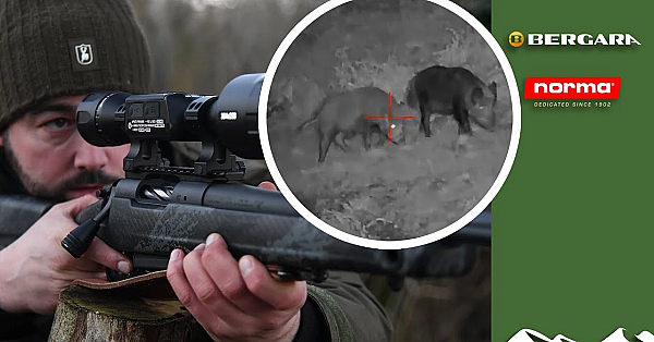 Hunting British Wild Boar