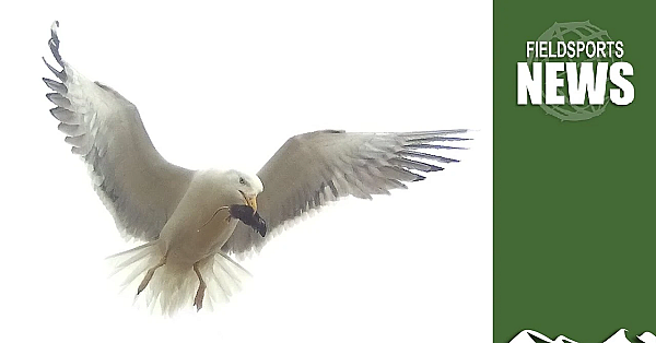 Shooting Seagulls: How Natural England Has Got It Wrong